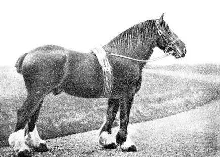 Kleydesdalskaya порода тежки впрегатни коне 1952 - книга за коне
