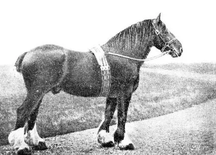 Kleydesdalskaya fajta nehéz igáslovak 1952 - egy könyvet lovak