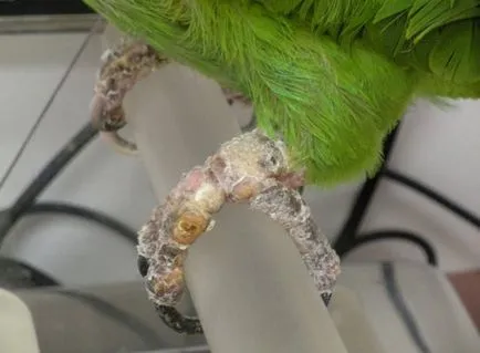 Кейдж щастие - папагал заболяване