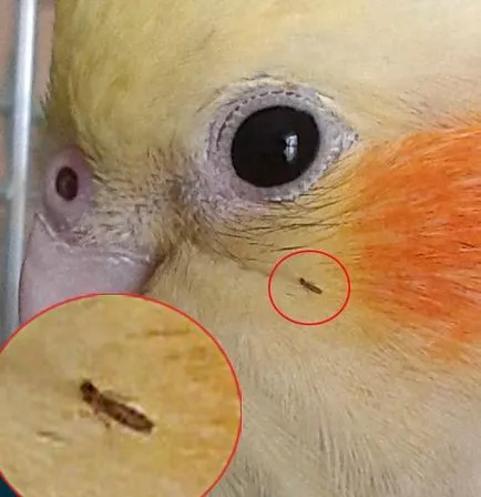 Cage boldogság - papagáj betegség