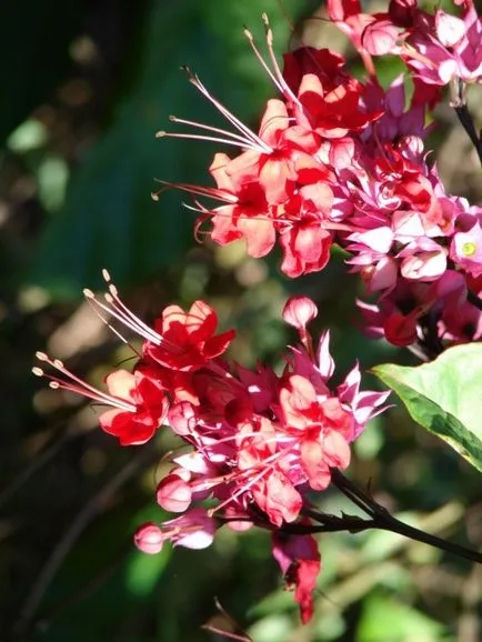 Clerodendrum - descriere, îngrijire, propagare, a bolilor și dăunătorilor, Greenhome