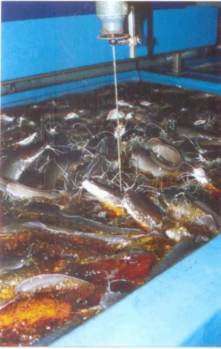Klarius - haladó akvakultúra Petrova