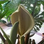 plante de îngrijire la domiciliu Monstera interior