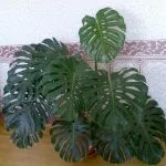 plante de îngrijire la domiciliu Monstera interior