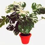 plante de îngrijire la domiciliu Monstera interior