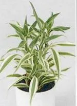 стайни растения Dracaena