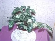 стайни растения Dracaena