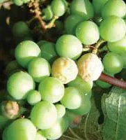 Integrált szőlő védelem a kártevők és betegségek, a szőlő