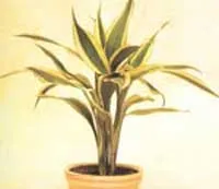 стайни растения Dracaena