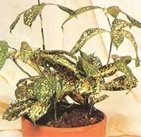 стайни растения Dracaena