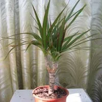 стайни растения Dracaena