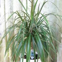 стайни растения Dracaena