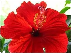 Cameră Hibiscus - China a crescut