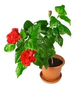 Cameră Hibiscus - China a crescut