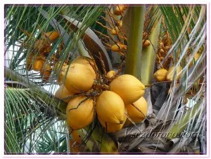 Kókuszolaj cocos nucifer