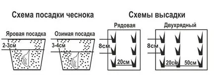 Кога да засадят зимния чесън 2016