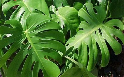 Закрит растение Monstera грижи у дома