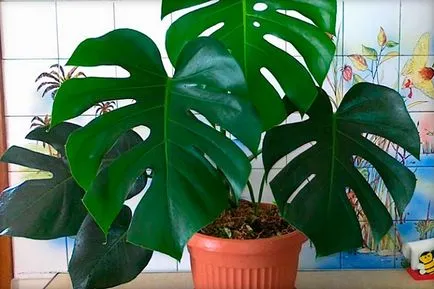 plante de îngrijire la domiciliu Monstera interior