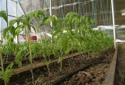 Când a planta tomate în seră în Urali ca și răsaduri cresc, cele mai bune soiuri de un teren deschis,