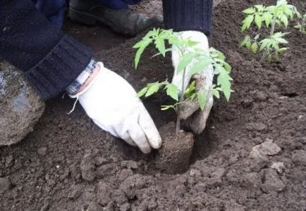 Când a planta tomate în seră în Urali ca și răsaduri cresc, cele mai bune soiuri de un teren deschis,