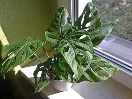 plante de îngrijire la domiciliu Monstera interior