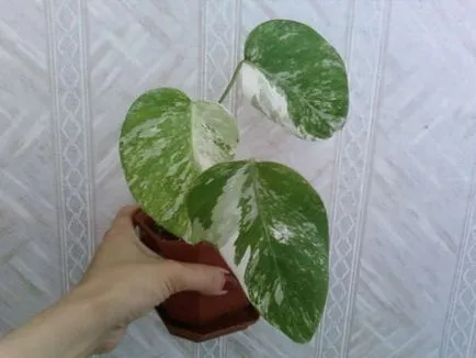 Закрит растение Monstera грижи у дома