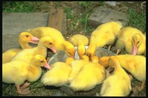 Etetés a kacsák - mint hogy táplálja a kicsit kiskacsák, otthon farm