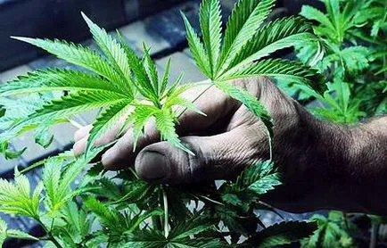 Konténerek, edények a növekvő kannabisz - növekvő kannabisz otthon