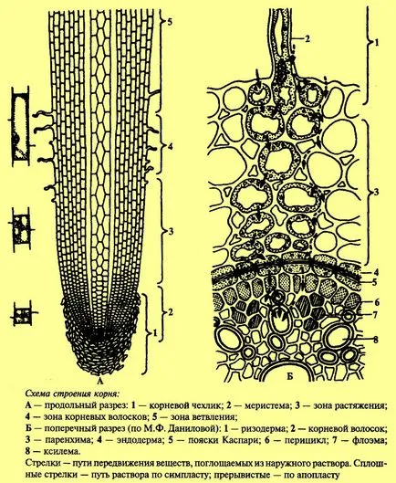 На кореновата система като орган на абсорбция на вода