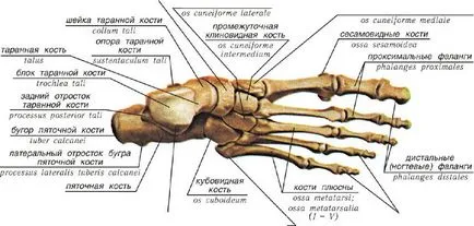 Oasele structurii piciorului uman și locația