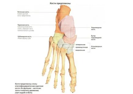 Костите на структурата на човешкия крак и местоположението