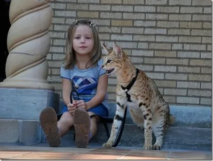 Savannah pisica este cea mai mare rasele autohtone