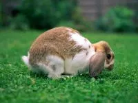 Зайци грижат лечение с един заек, като ръката на заек, срамежлив животното, страх, повишаване на заек,