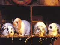 Зайци грижат лечение с един заек, като ръката на заек, срамежлив животното, от страх, повишаване на заек,