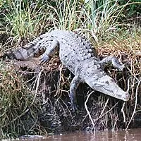 Крокодил ostroryly или американец