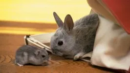 Зайци грижат лечение с един заек, като ръката на заек, срамежлив животното, страх, повишаване на заек,