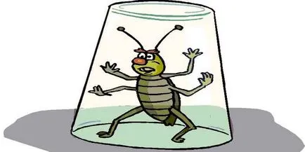 Откъде хлебарки хлебарки защо са изчезнали от апартаменти и къщи