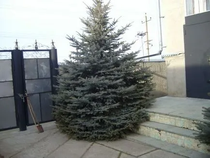 Krupnomery цена ниска, закупуване на дървета в Москва