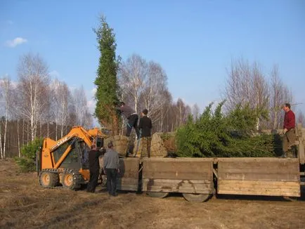 preț scăzut Krupnomery, cumpărare copaci la Moscova
