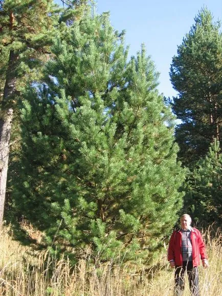 Krupnomery цена ниска, закупуване на дървета в Москва