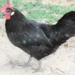 Csirkék tenyészteni Breukelen, fotó, leírás, előnyök, beszámolók