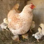 Csirkék tenyészteni Breukelen, fotó, leírás, előnyök, beszámolók