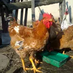 Csirkék tenyészteni mester szürke jellemzés, leírás, képek és videó