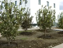 Cumpara dimensiunea mare de pomi fructiferi, ratele și fotografii, vizitați site-ul nostru, compania landgrand