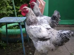 Csirkék tenyészteni mester szürke jellemzés, leírás, képek és videó