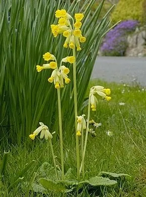 Gyógyászati ​​tulajdonságait Primula