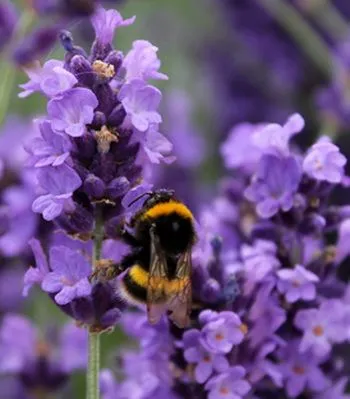 Lavender növekvő magról, otthon fotók, szórakozás urozhaynik