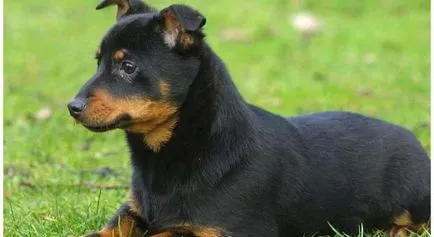 Lancashire Heeler fajta leírás, gondoskodás, fotó