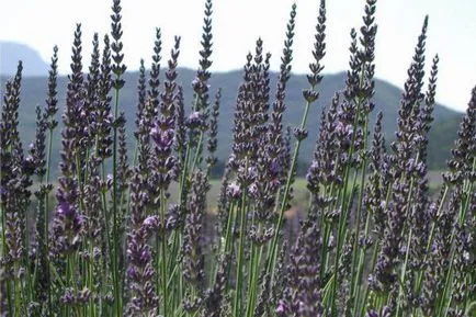 Lavender növekvő magról, ha a növény, milyen a növény