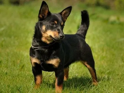 Lancashire Heeler, Enciclopedia de caini